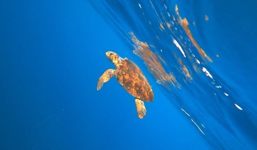Alanya'da misinaya dolanan caretta carettayı milli sporcu kurtardı