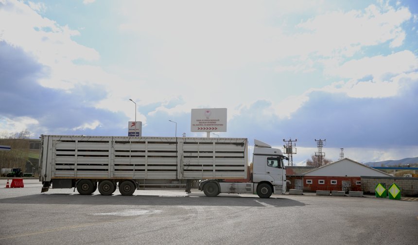 Batı illerine gönderilen kurbanlıklar Erzurum'da sıkı kontrolden geçiriliyor