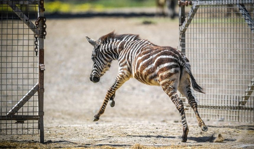 İzmir Doğal Yaşam Parkı'nda öksüz yavru zebra 'Gözde'ye zürafalar sahip çıktı