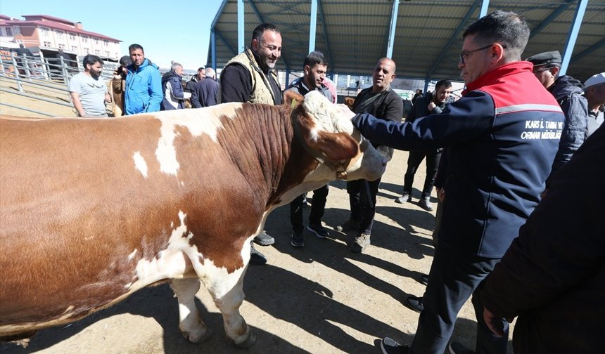 Kars'tan Türkiye'nin farklı şehirlerine gönderilen kurbanlıklar sıkı denetimden geçiyor